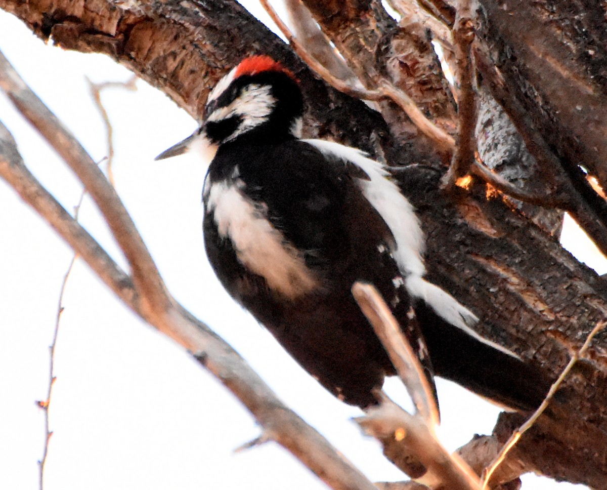 Hairy Woodpecker (Rocky Mts.) - Steven Mlodinow