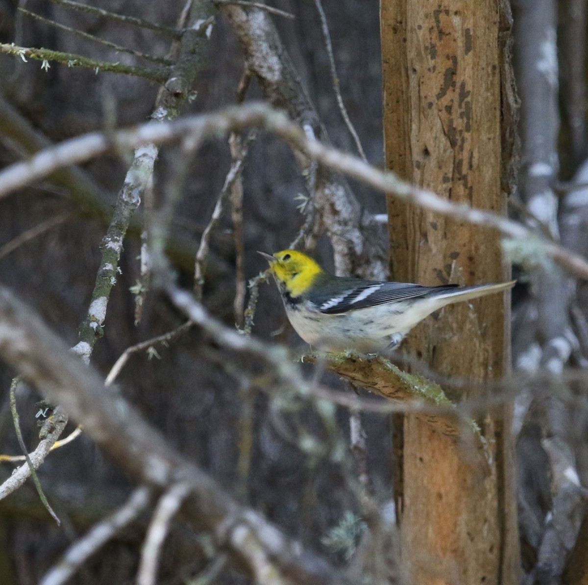 Paruline à tête jaune - ML265992191