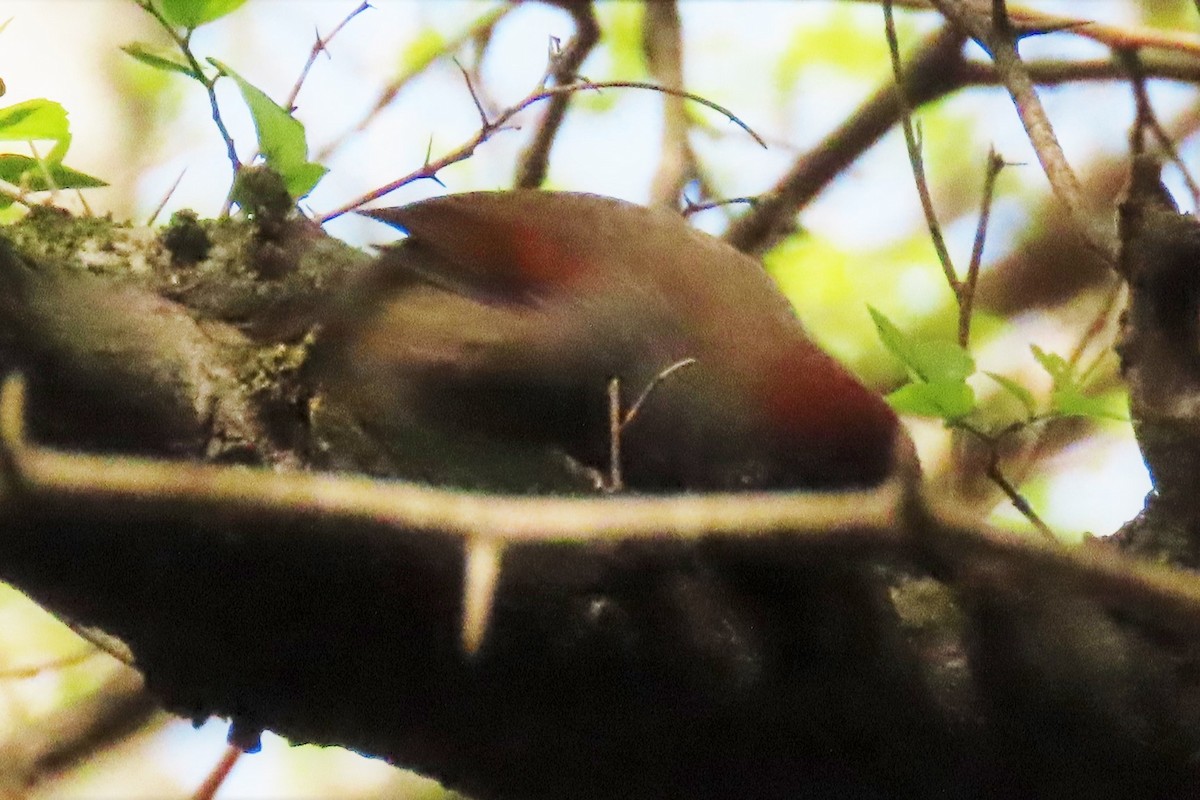 Sooty-fronted Spinetail - ML265992251