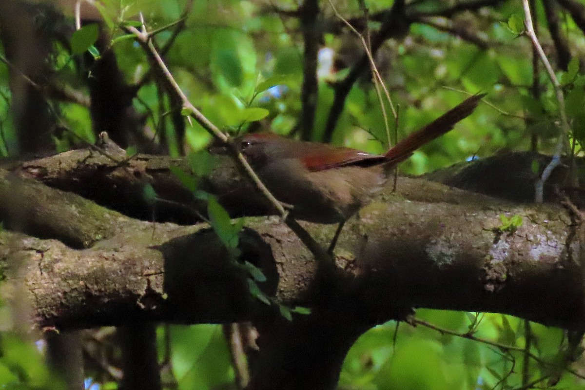 Sooty-fronted Spinetail - ML265992271