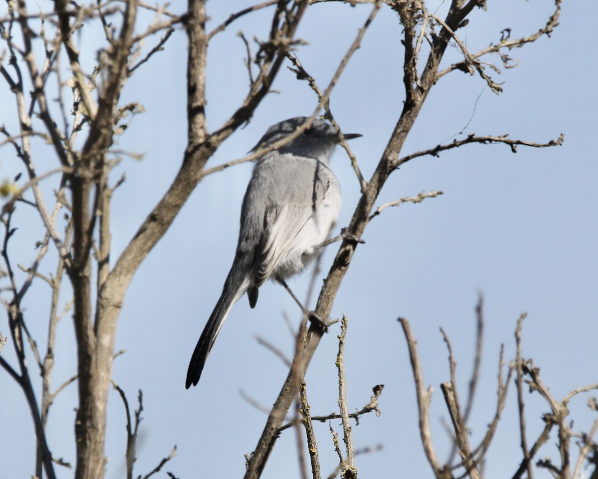 Blue-gray Gnatcatcher - ML265992471