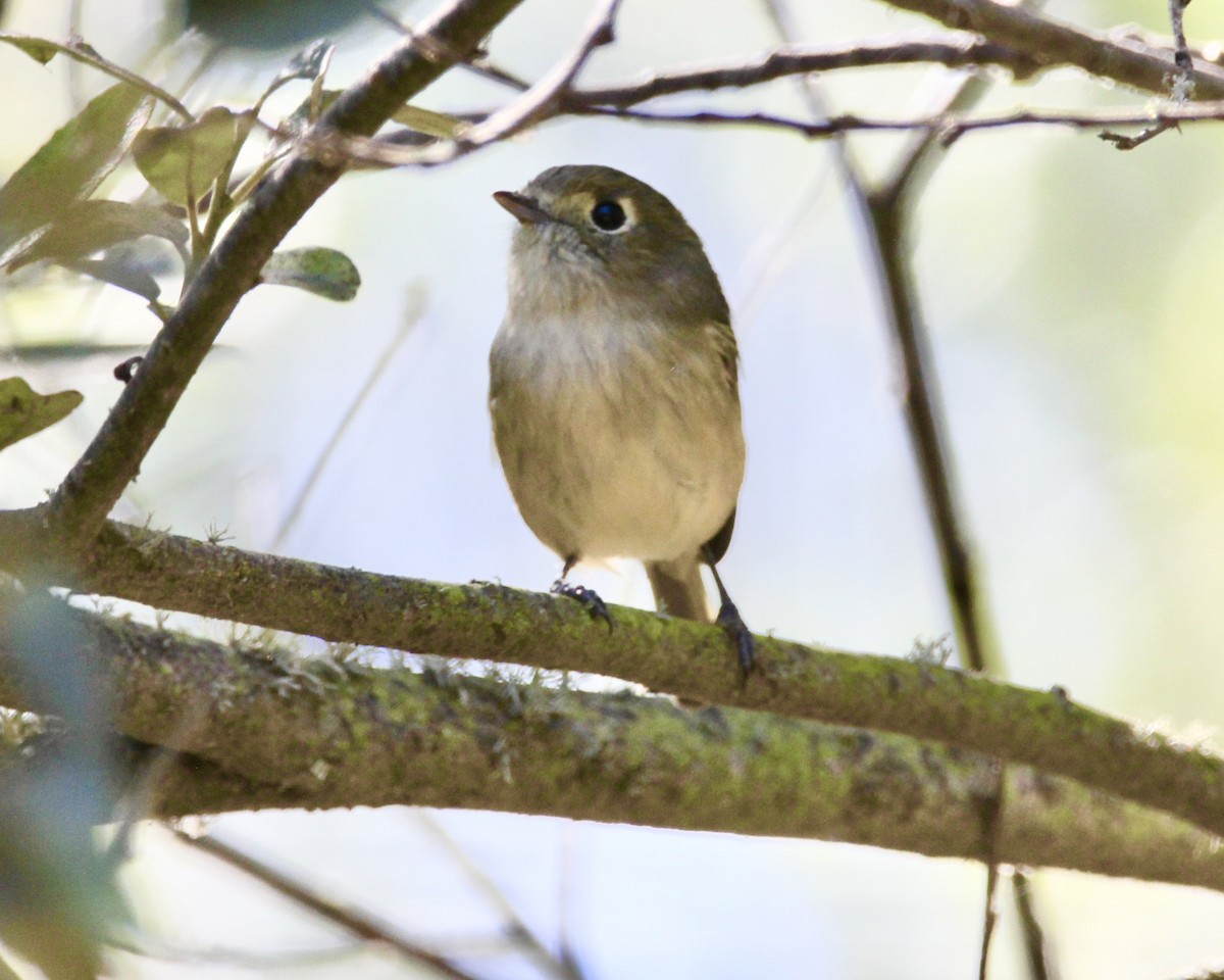 Hutton's Vireo - ML265992521