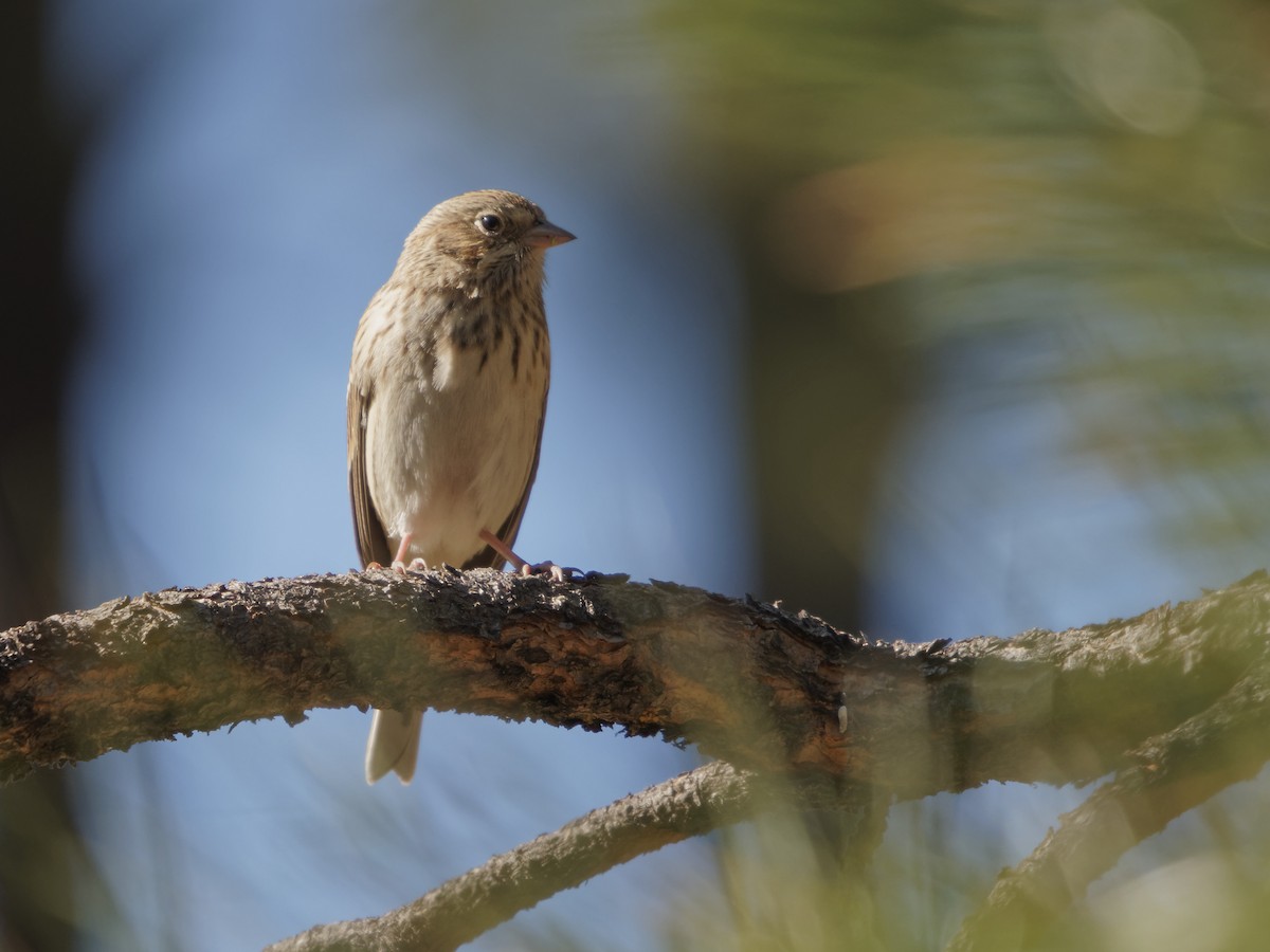 Vesper Sparrow - ML265994511