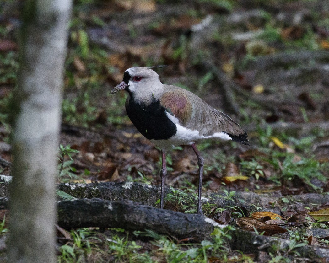 Southern Lapwing - ML265995031