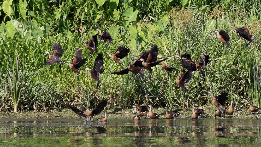 Wandering Whistling-Duck - ML26599521
