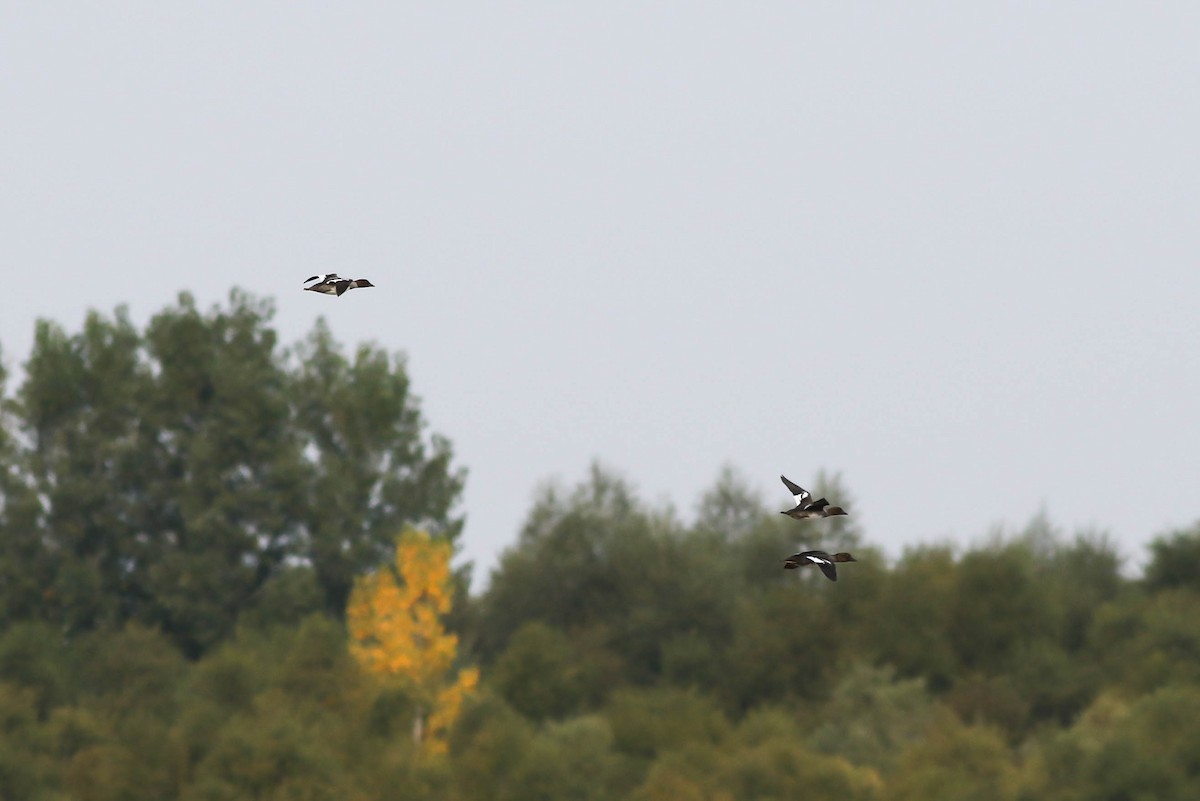 Common Goldeneye - ML265996921