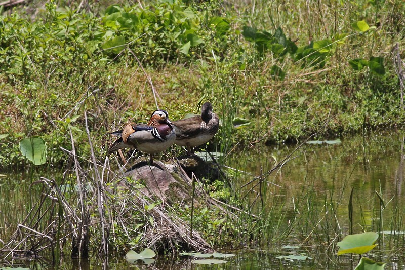 Mandarin Duck - ML265999261