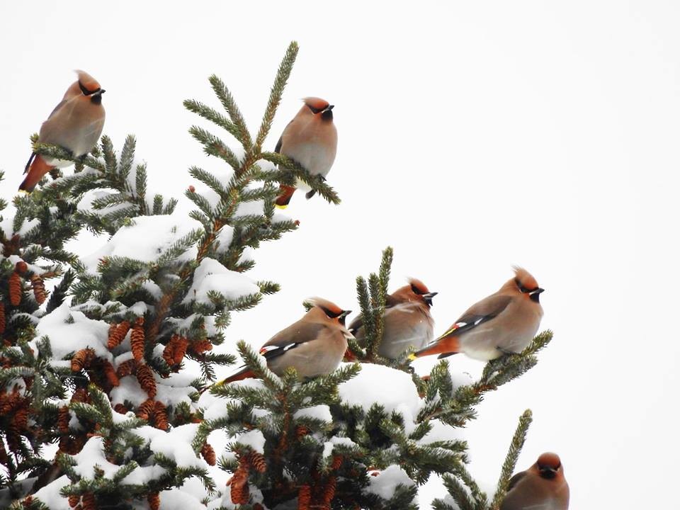 Bohemian Waxwing - ML26600031