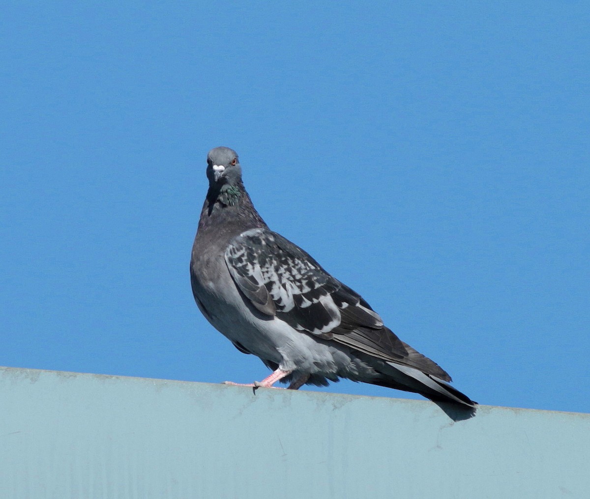 Pigeon biset (forme domestique) - ML266001331
