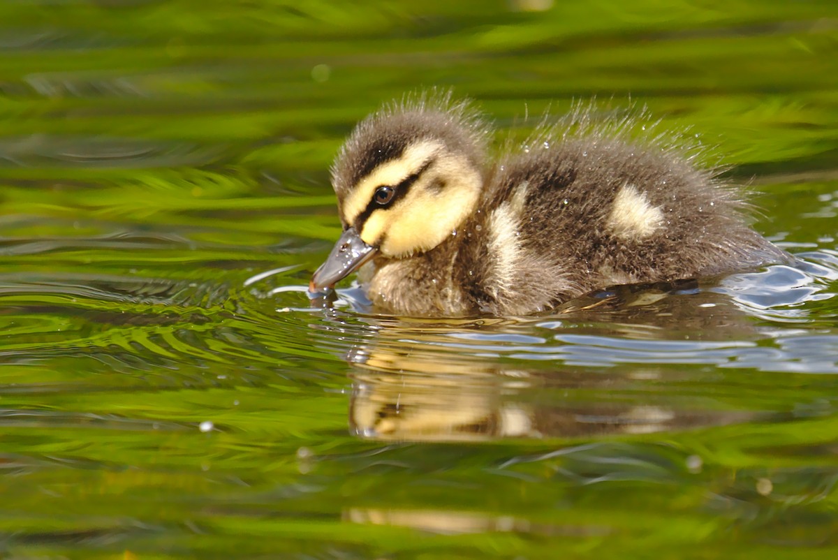 Mallard - ML266001351