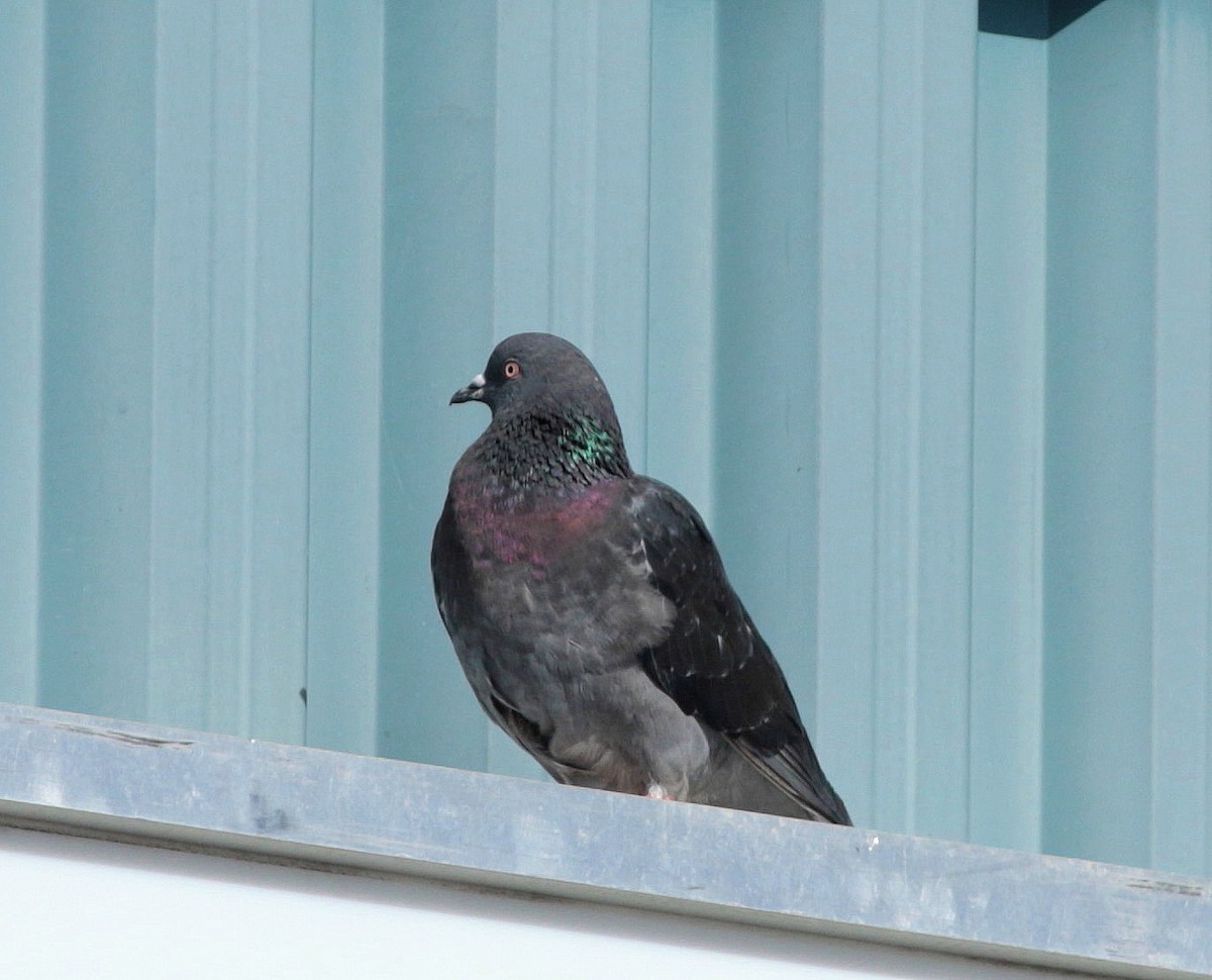 Rock Pigeon (Feral Pigeon) - ML266001401