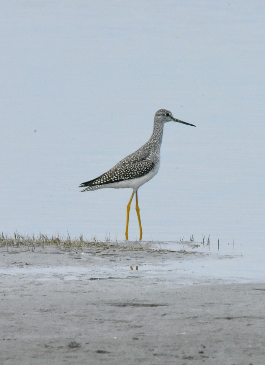 Greater Yellowlegs - ML266001631