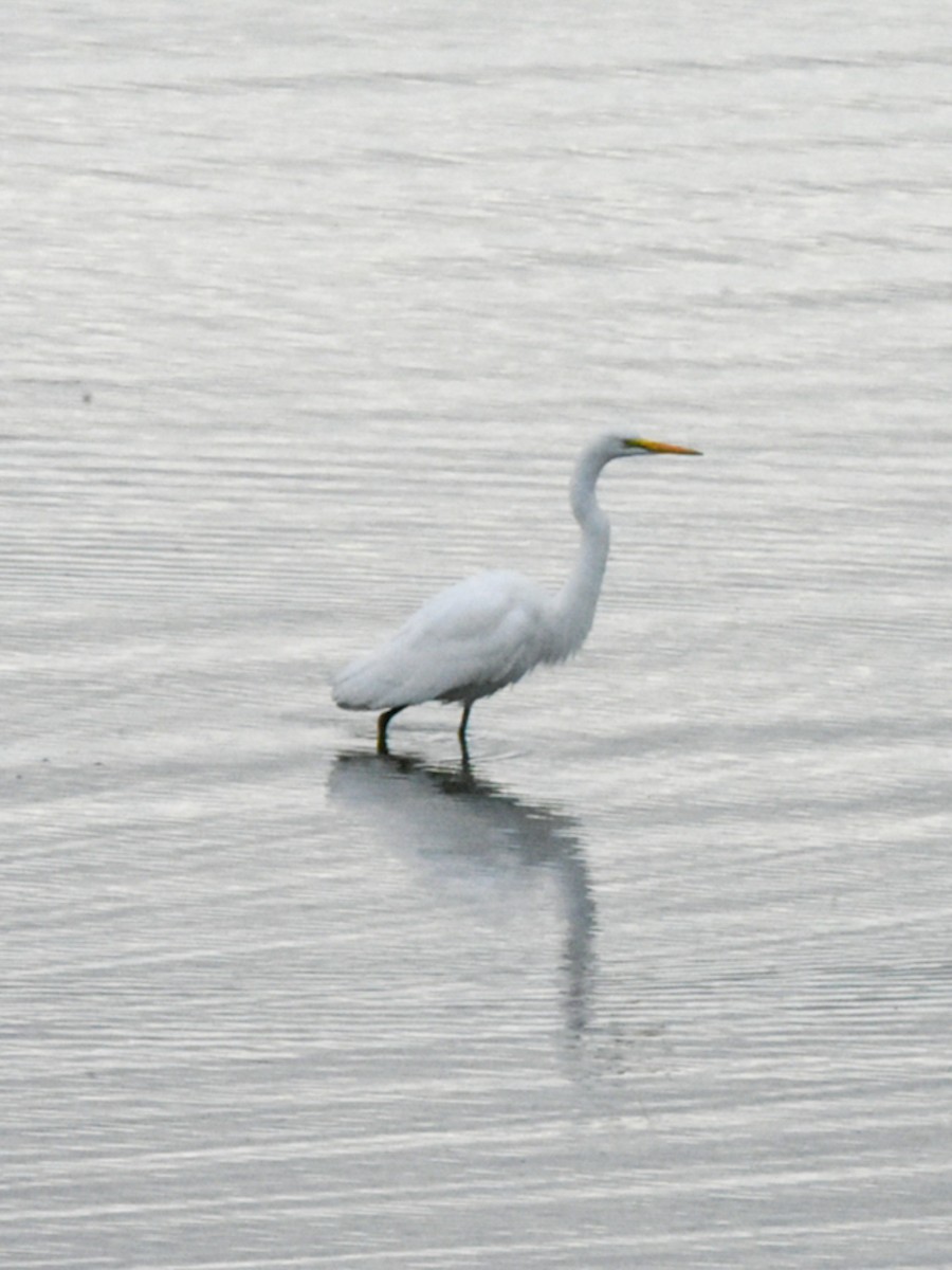 Great Egret - Ben Evans