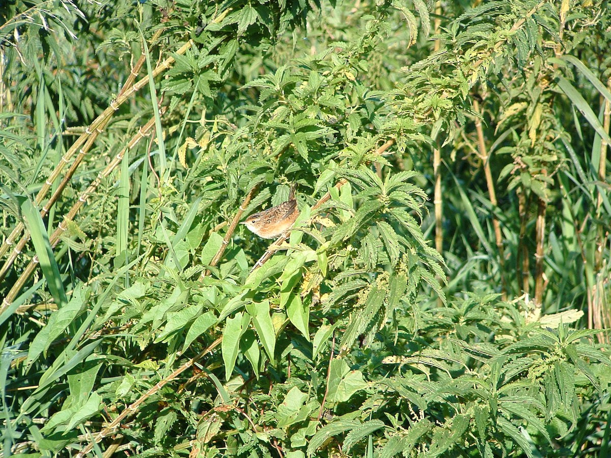 Marsh Wren - ML266001901