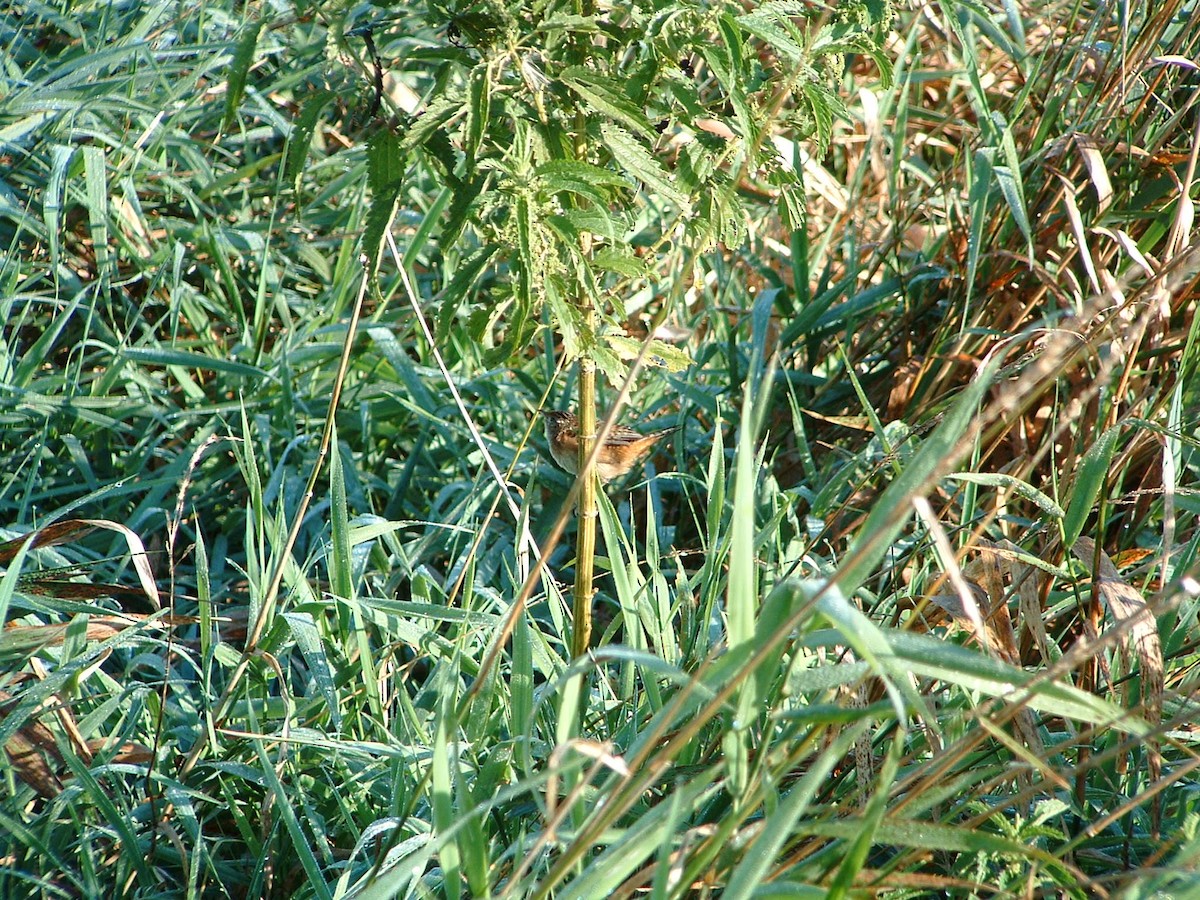 Marsh Wren - ML266001911