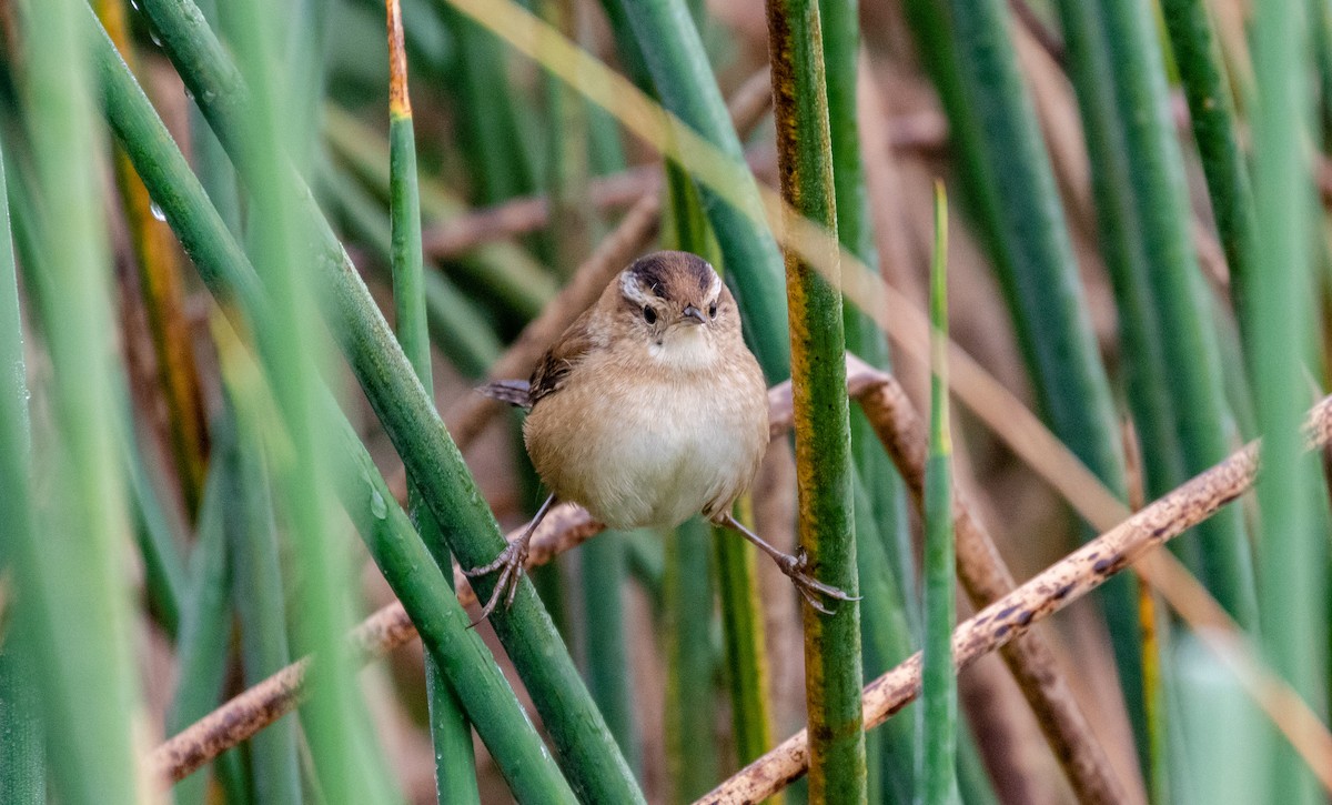 Marsh Wren - ML266002251