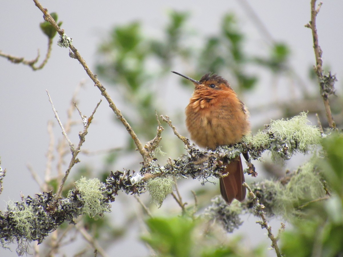 Shining Sunbeam - ML266002481