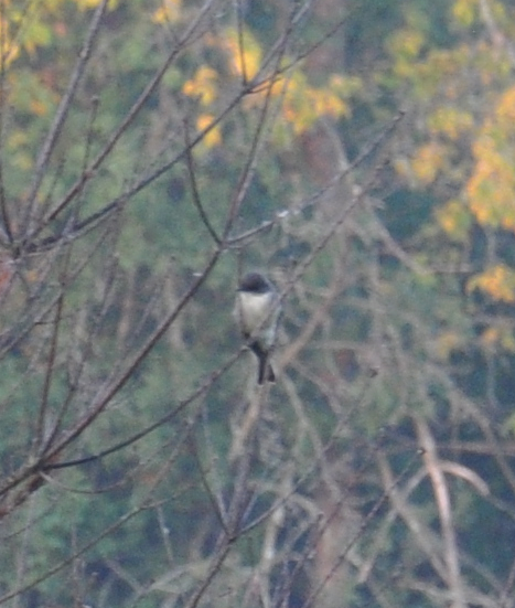 Eastern Phoebe - ML266002531