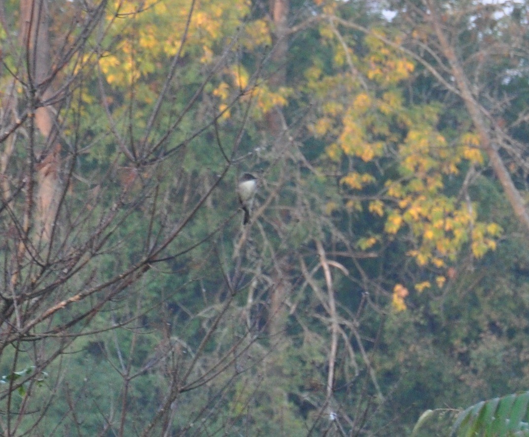 Eastern Phoebe - ML266002561