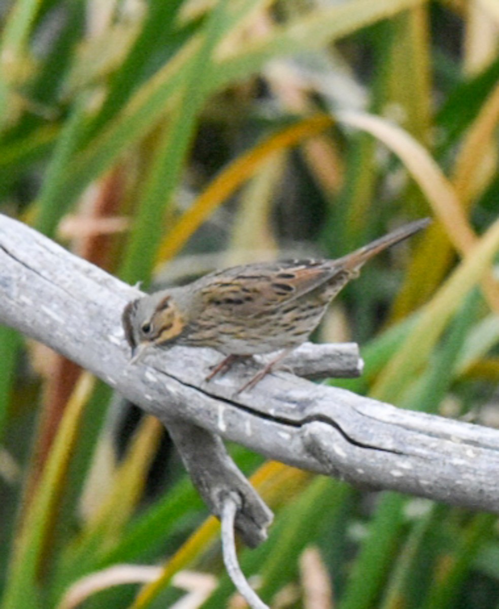 Lincoln's Sparrow - ML266002601