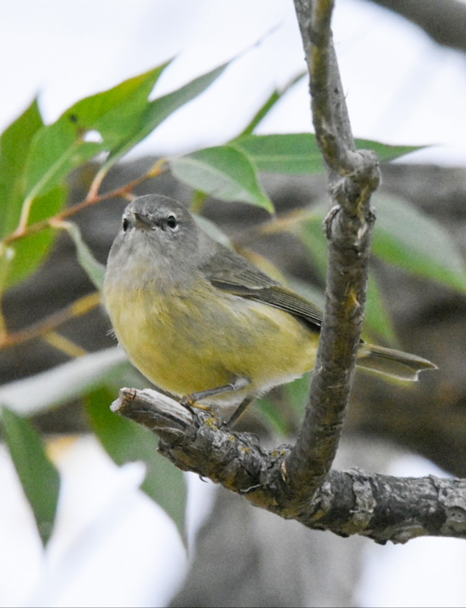 Orange-crowned Warbler - ML266002881