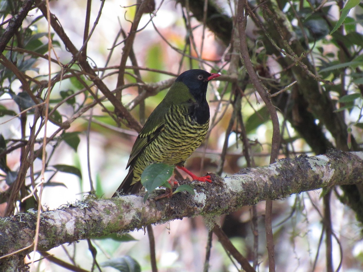 Barred Fruiteater - ML266002901