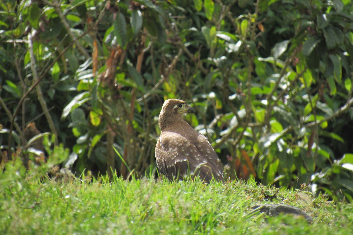Carunculated Caracara - ML266002911