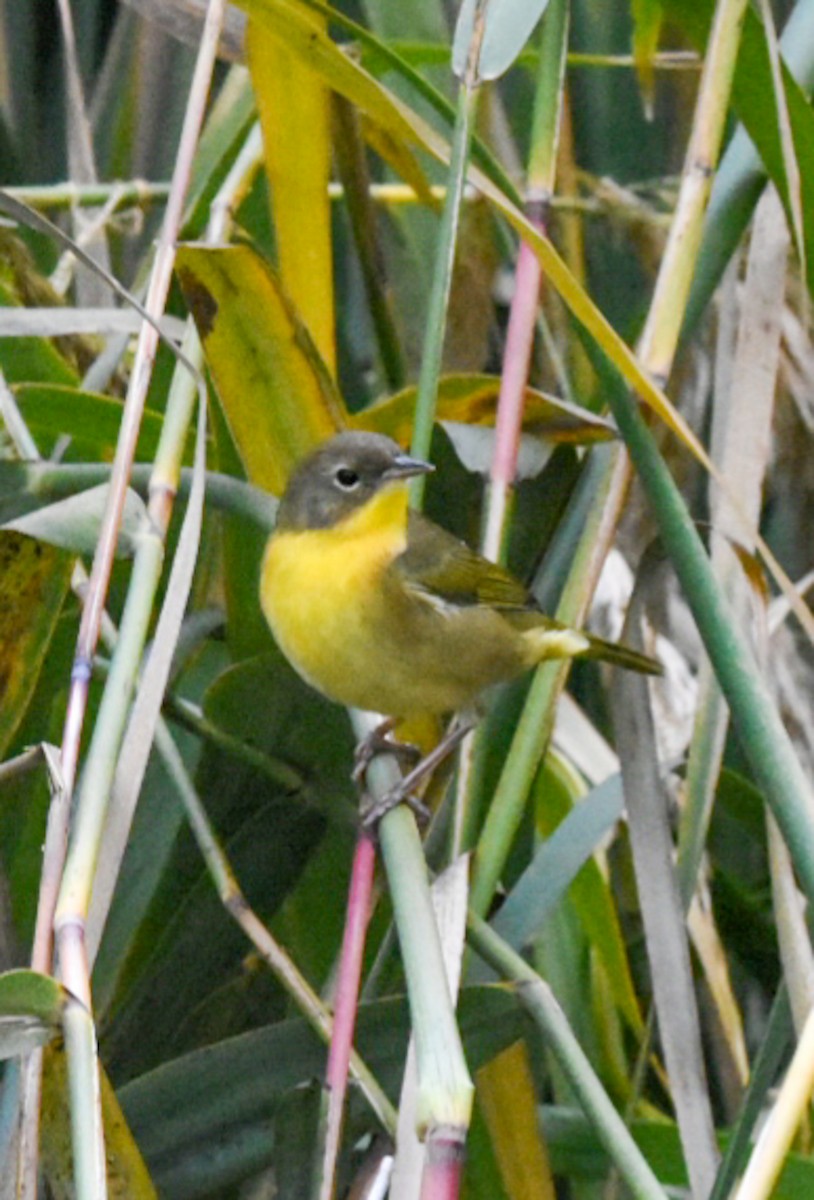 Common Yellowthroat - ML266003031