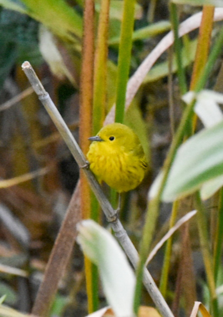 Yellow Warbler - ML266003091