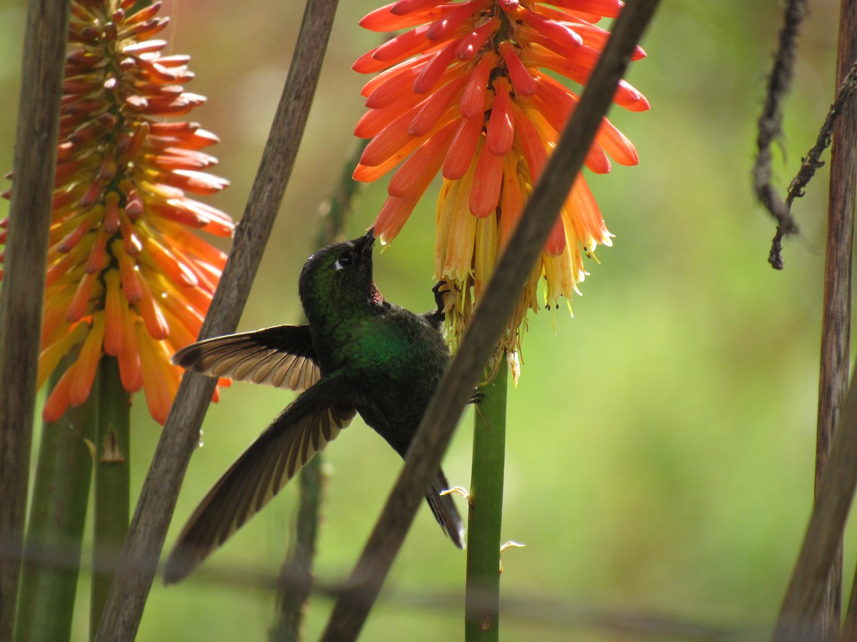 Tourmaline Sunangel - ML266003271