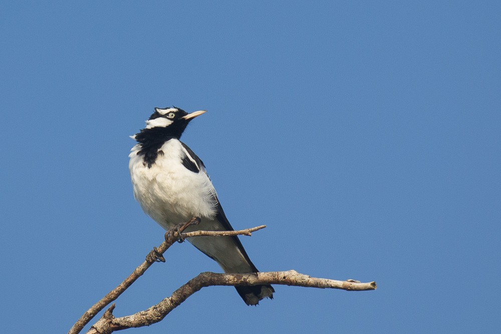 Magpie-lark - ML26600351