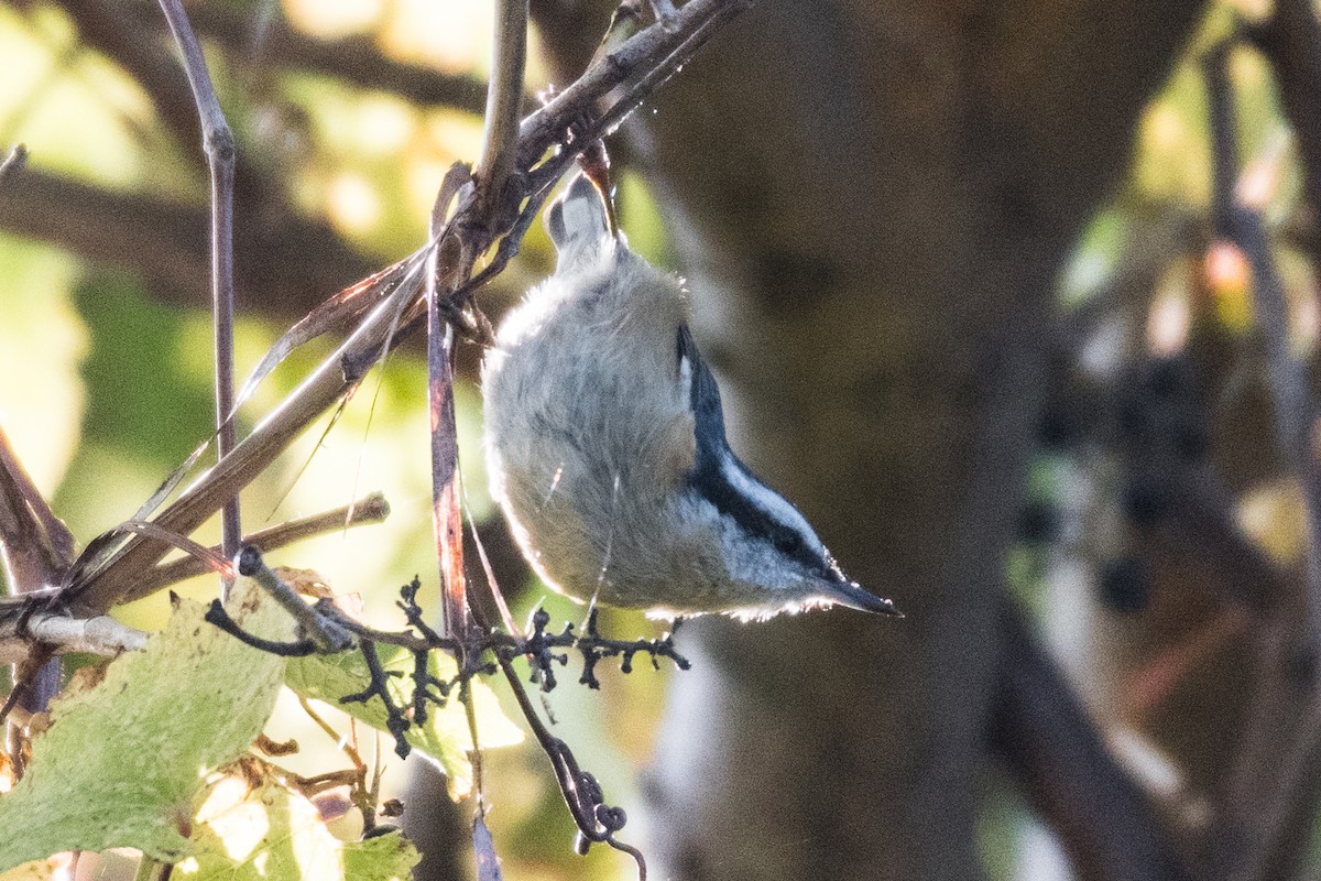 Red-breasted Nuthatch - ML266003751