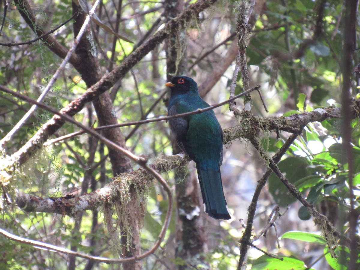 Masked Trogon - ML266003981