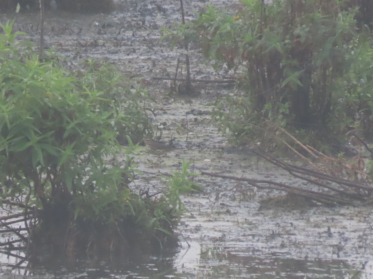 Northern Waterthrush - Kevin Cronin