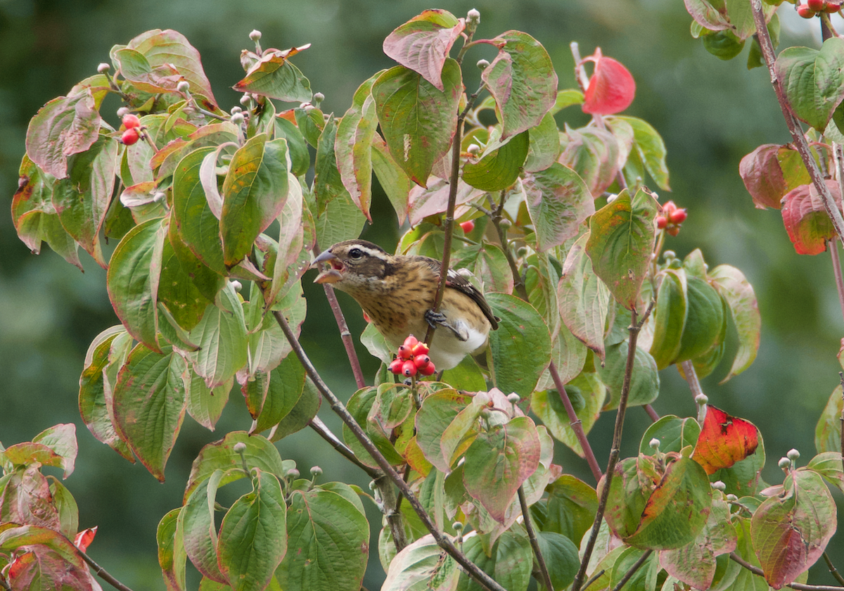 Rose-breasted Grosbeak - ML266008171