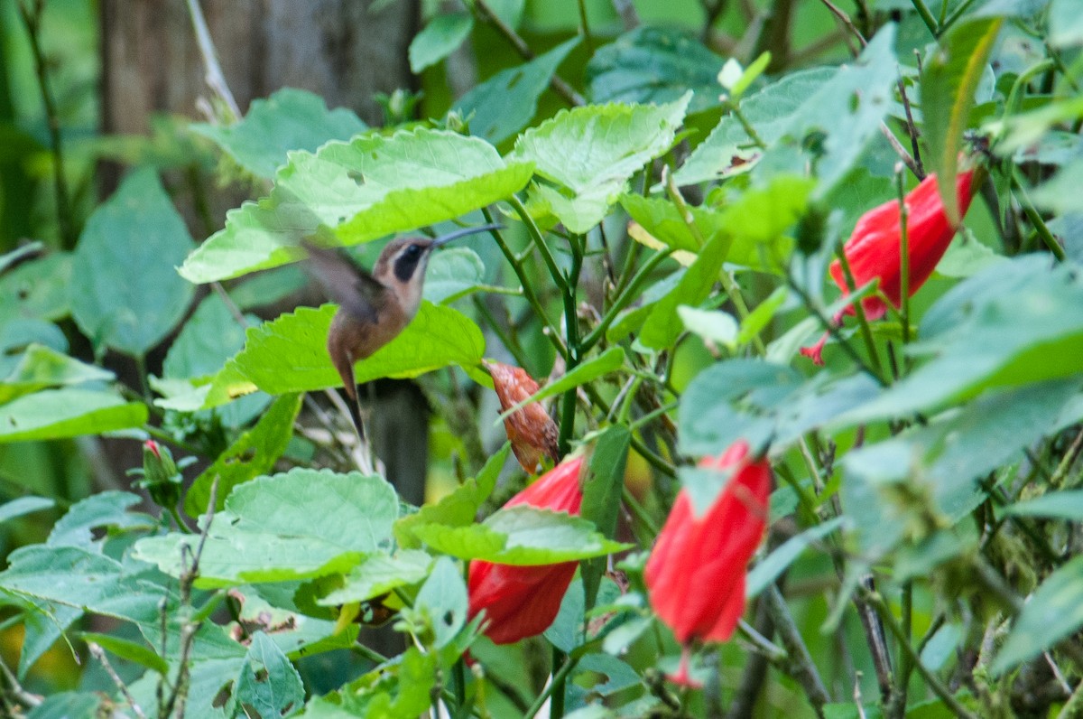 Stripe-throated Hermit - ML266009731