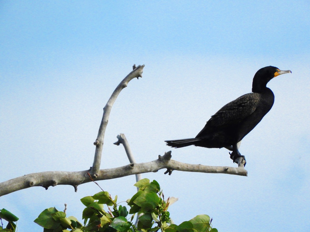 Double-crested Cormorant - ML26601001