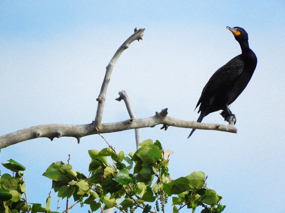 Double-crested Cormorant - ML26601011