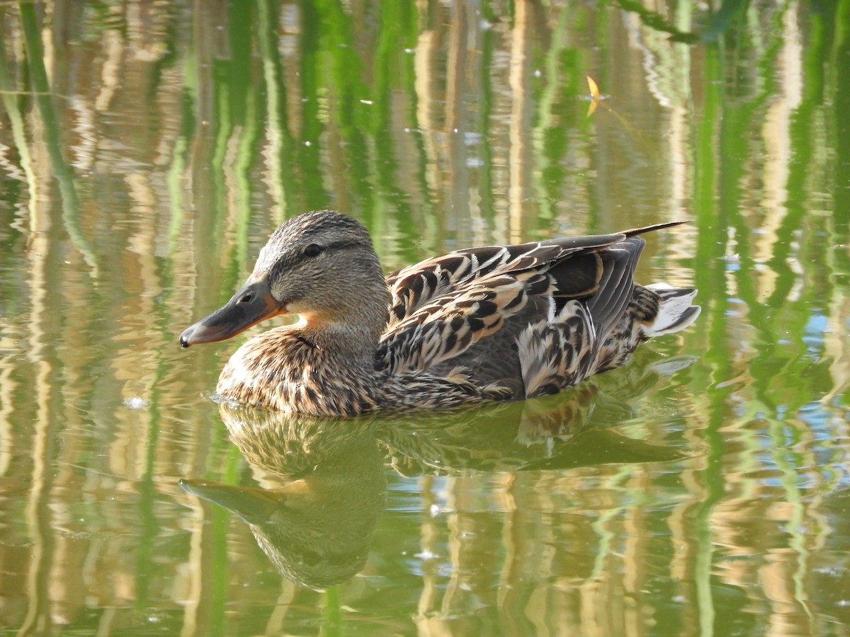 Mallard - ML26601131