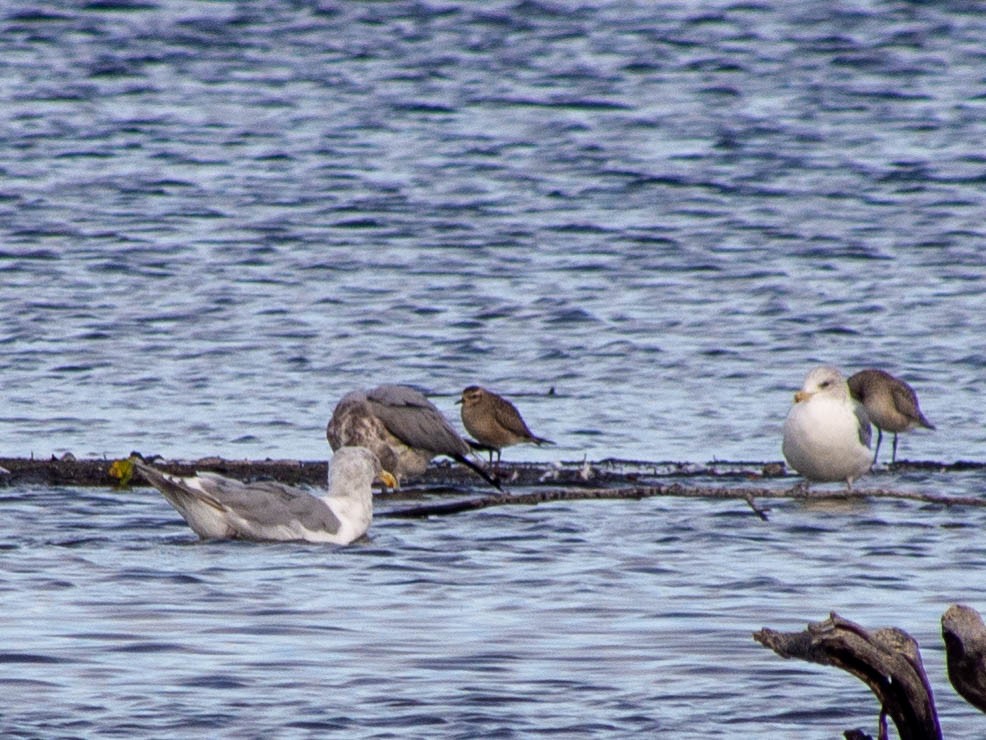 American Golden-Plover - ML266012761