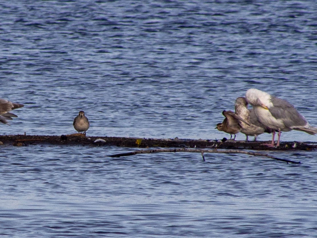 American Golden-Plover - ML266012771