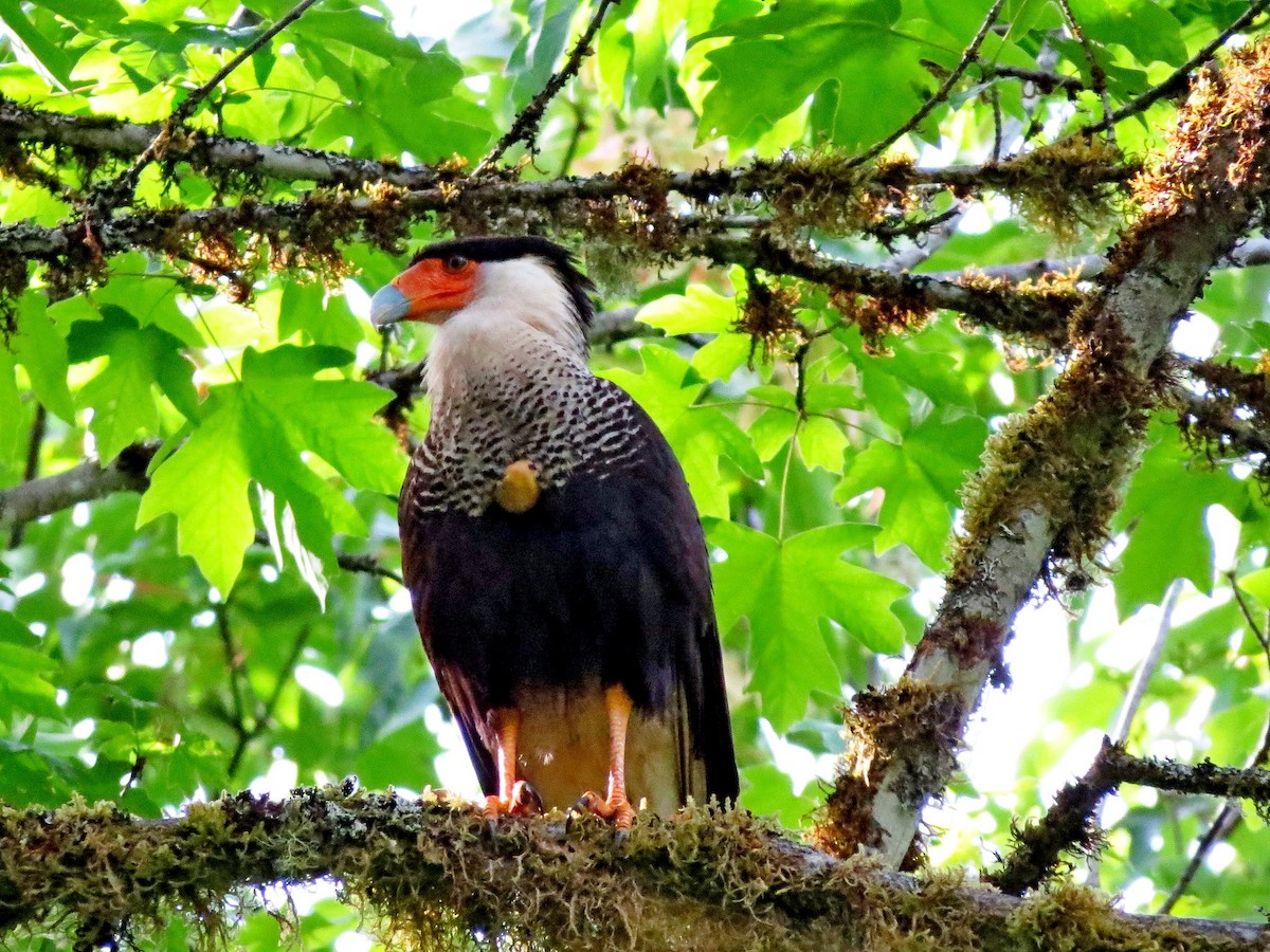 Caracara huppé (cheriway) - ML266013071