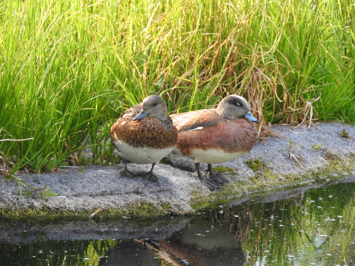 Eurasian/American Wigeon - ML26601361