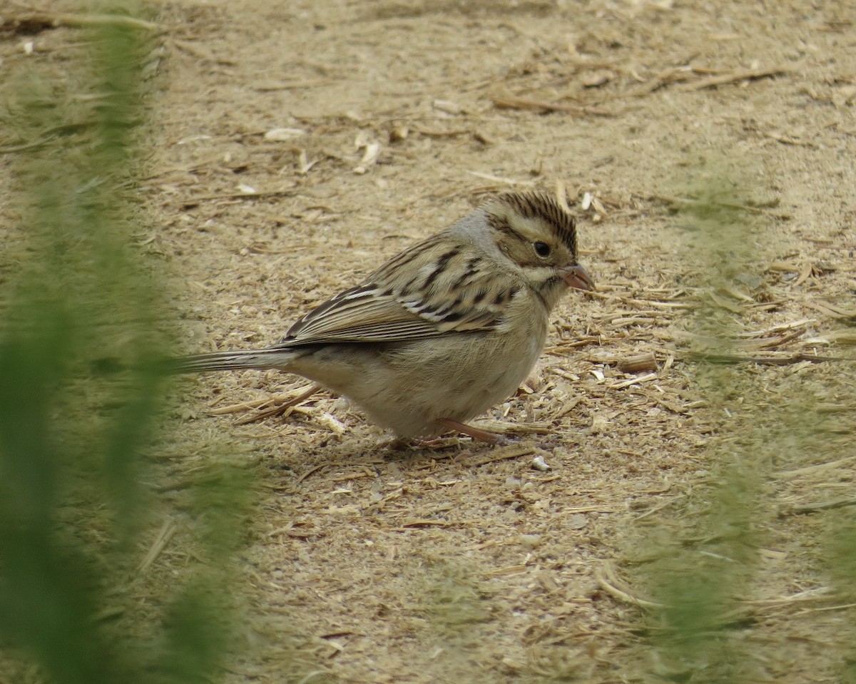 Clay-colored Sparrow - Thomas Wurster