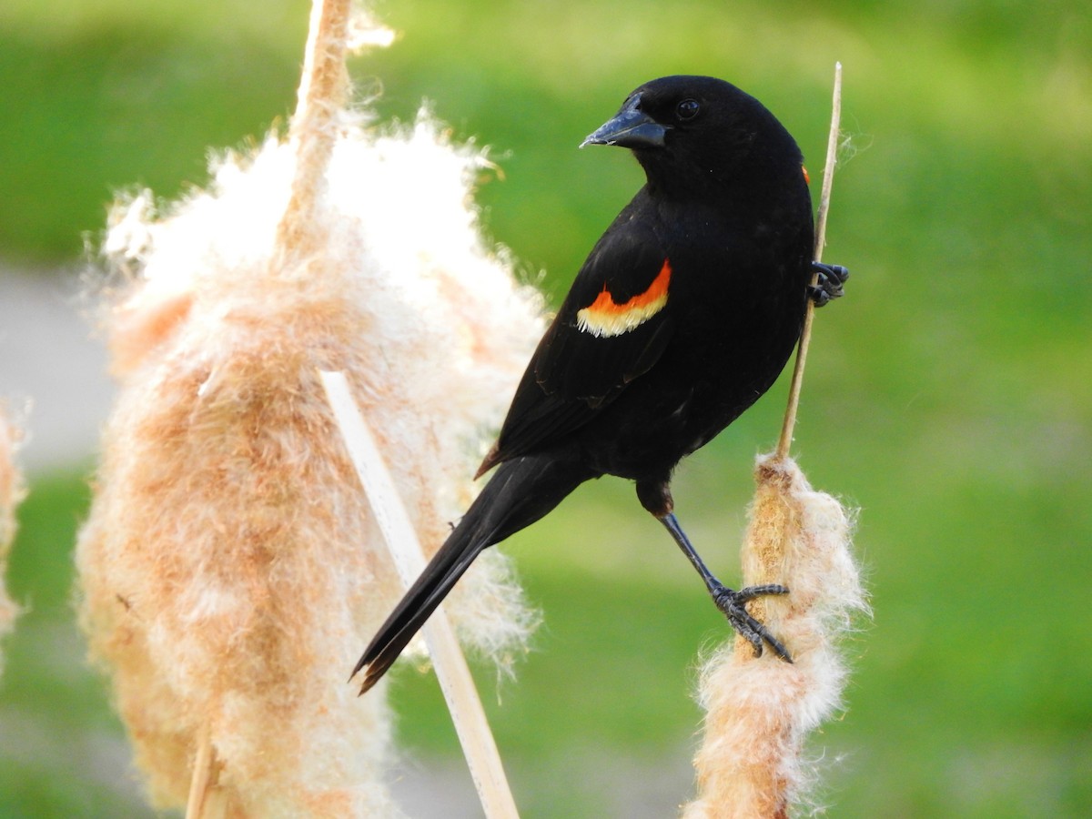 Red-winged Blackbird - ML26601421