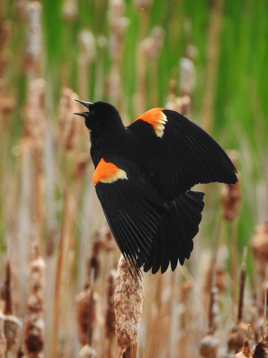 Red-winged Blackbird - ML26601471