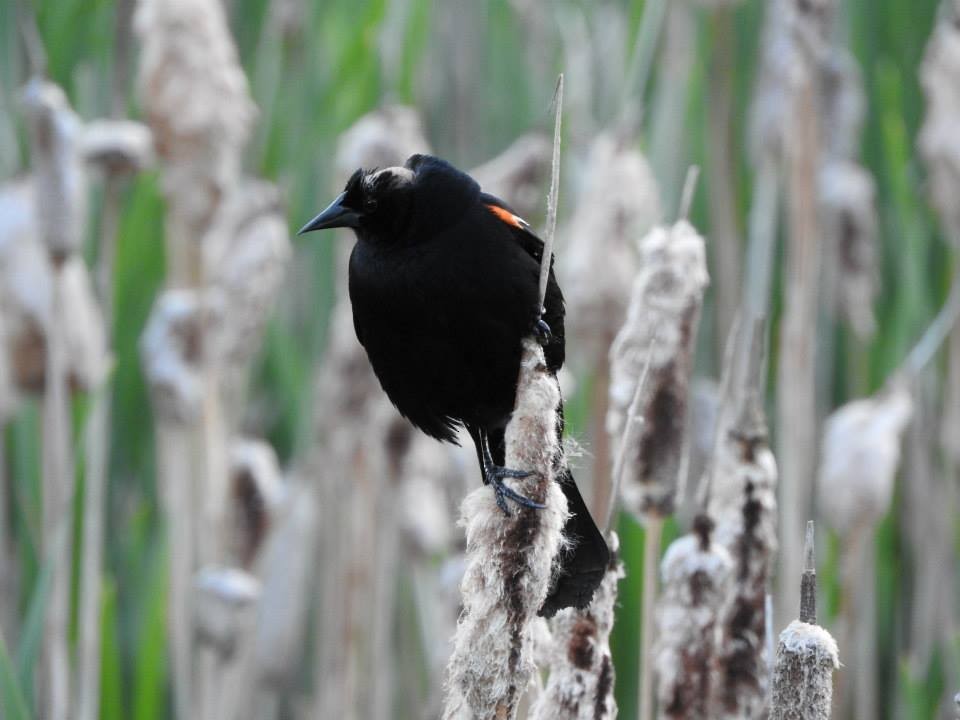 Red-winged Blackbird - ML26601651