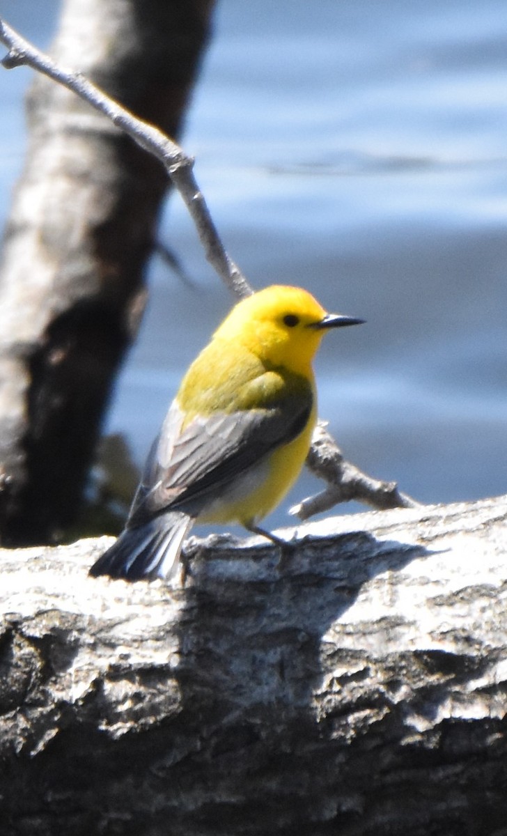 Prothonotary Warbler - ML266016891