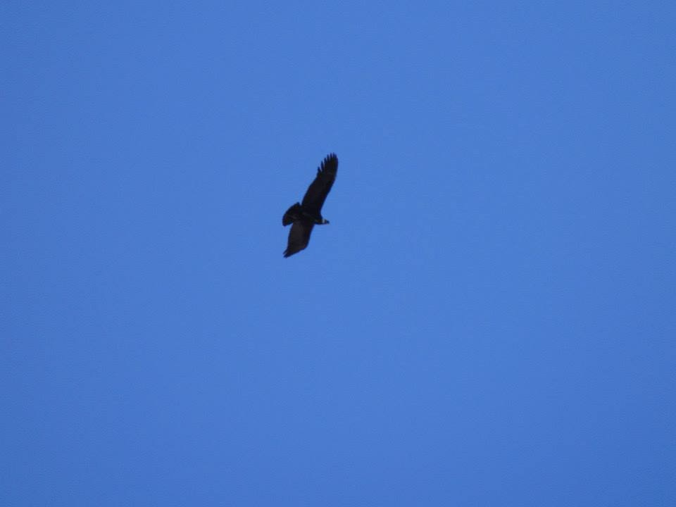 Condor des Andes - ML266017031