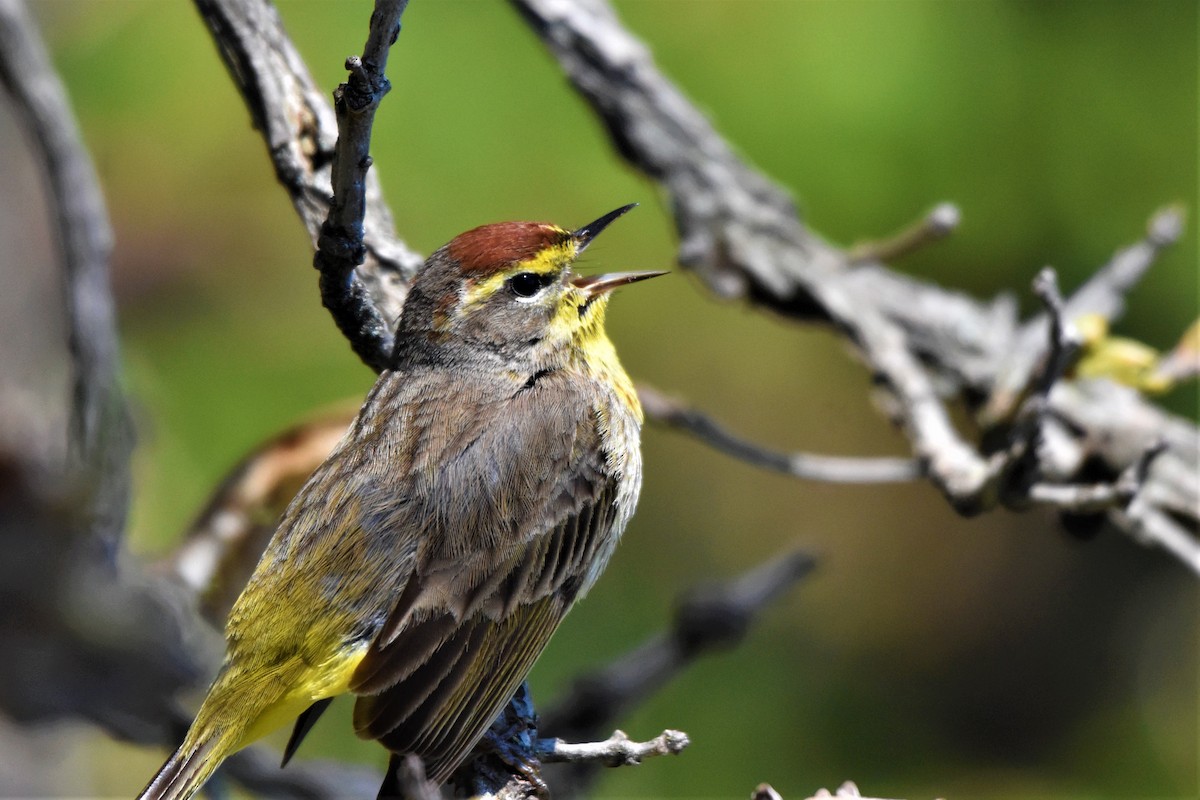 Palm Warbler - ML266017061